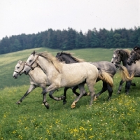 Picture of Lipizzaner colts cantering at piber
