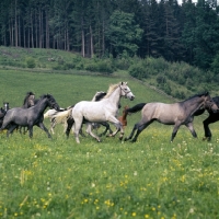 Picture of lipizzaner colts cantering in summer pasture at piber
