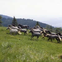 Picture of Lipizzaner colts cantering in summer pasture at stubalm, piber