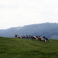 Picture of lipizzaner colts cantering over the hill at stubalm piber