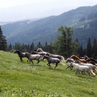 Picture of Lipizzaner colts cantering together in their summer pasture, piber ,