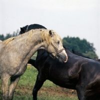 Picture of Lipizzaner colts eyeing each other at piber