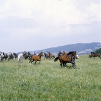 Picture of Lipizzaner colts galloping in summer pasture at stubalm, piber
