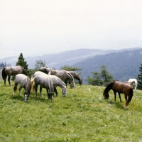 Picture of lipizzaner colts grazing peacefully at stubalm, piber