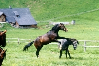 Picture of lipizzaner colts in play fight at stub alm, piber