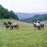 Picture of Lipizzaner colts in summer pasture at piber