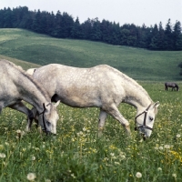 Picture of Lipizzaner colts in the summer pasture at stubalm, piber