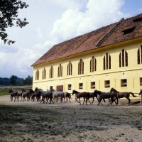 Picture of lipizzaner colts leaving the stable