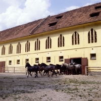 Picture of lipizzaner colts leaving the stable