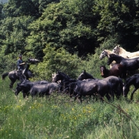 Picture of Lipizzaner colts milling about during drive to new pasture at szilvasvarad