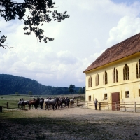 Picture of lipizzaner colts outside their stable waiting to go to the pastures