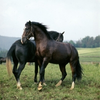 Picture of Lipizzaner colts reacting together in play fight at piber