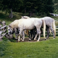 Picture of lipizzaner colts water trough at stubalm, piber
