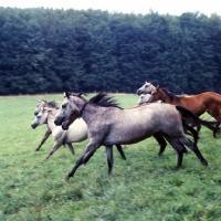 Picture of lipizzaner fillies cantering on hillside at st johan, piber, austria