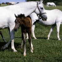 Picture of lipizzaner foal  walking under mare's neck at piber