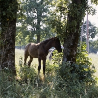 Picture of lipizzaner foal at lipica