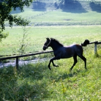 Picture of Lipizzaner foal at piber, leaping