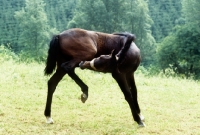 Picture of lipizzaner foal at piber nibbling an itch