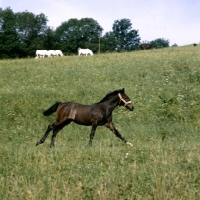 Picture of lipizzaner foal cantering at piber