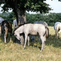 Picture of Lipizzaner foal rubbing against tree at lipica