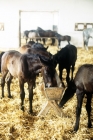 Picture of lipizzaner foals feeding in their ancient stables at piber