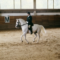 Picture of lipizzaner in display in Great Riding Hall at lipica, pirouette