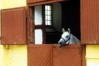 Picture of lipizzaner looking over stable door at piber