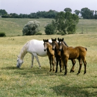 Picture of Lipizzaner mare and 3 foals at monterotondo, italy