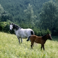 Picture of lipizzaner mare and foal at piber