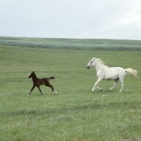 Picture of lipizzaner mare and foal at szilvasvarad