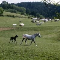 Picture of Lipizzaner mare and foal showing their beautiful trotting action at piber