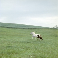 Picture of Lipizzaner mare and leaping foal at szilvasvarad