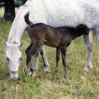 Picture of lipizzaner mare at lipica with foal suckling