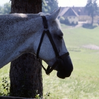 Picture of lipizzaner mare at piber