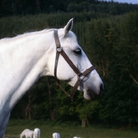 Picture of Lipizzaner mare at piber