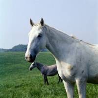 Picture of lipizzaner mare at szilvasvarad