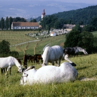 Picture of lipizzaner mare rolling with mares and foals at piber, famous view in background
