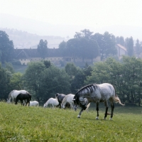 Picture of lipizzaner mare rubbing her head on her leg among mares and foals at piber