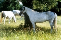 Picture of lipizzaner mare standing in shade beneath tree at lipica