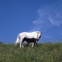 Picture of lipizzaner mare with foal suckling at piber