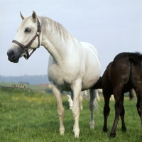 Picture of Lipizzaner mare with foal suckling at piber