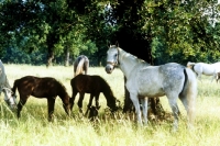 Picture of lipizzaner mare, with foals, standing in shade beneath tree at lipica