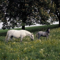 Picture of Lipizzaner mare with her foal at piber