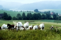 Picture of lipizzaner mares & foals at piber