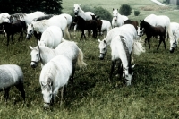 Picture of lipizzaner mares & foals at piber 