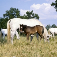 Picture of lipizzaner mares and foal at lipica