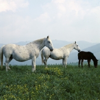 Picture of Lipizzaner mares and foal at rest at szilvasvarad