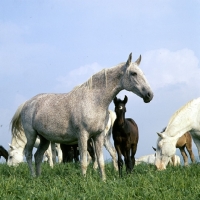 Picture of Lipizzaner mares and foal at Szilvasvarad