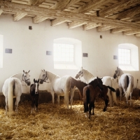Picture of Lipizzaner mares and foal in their ancient stable at piber. Mares tethered to feed, foals loose.