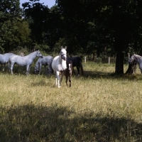 Picture of Lipizzaner mares and foal with group at lipica